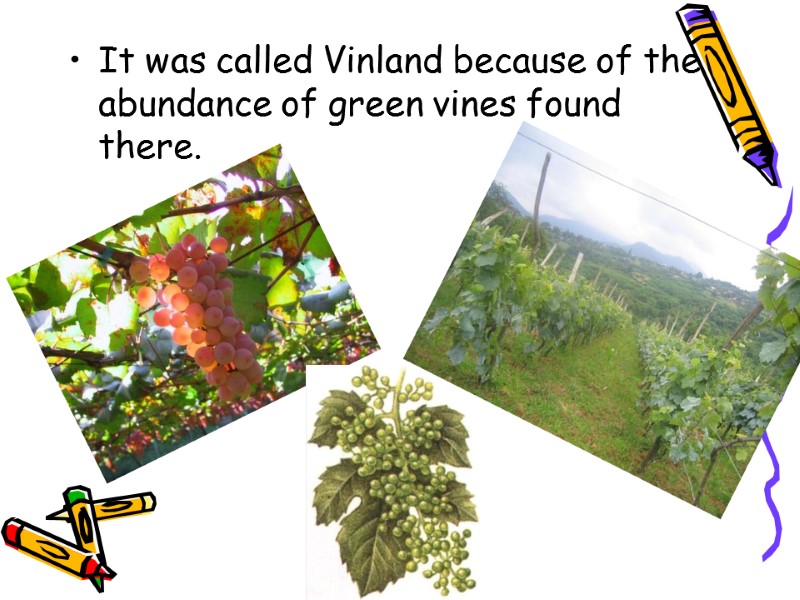 It was called Vinland because of the abundance of green vines found there.